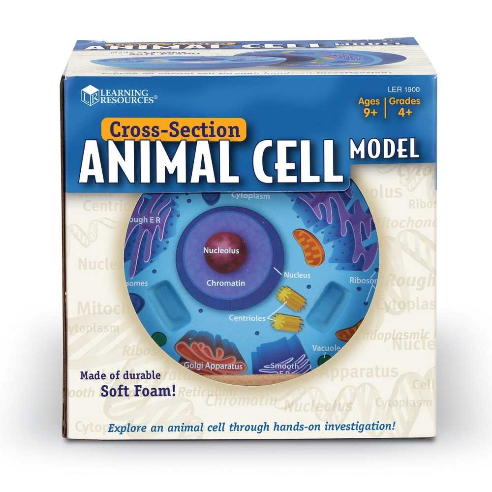 CROSS SECTION ANIMAL CELL MODEL - Toys 2 Learn